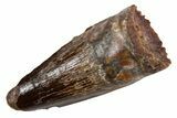 Juvenile Fossil Spinosaurus Tooth - Real Dinosaur Tooth #345900-1
